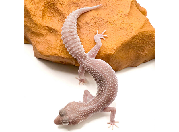 Эублефар пятнистый, XL, самка