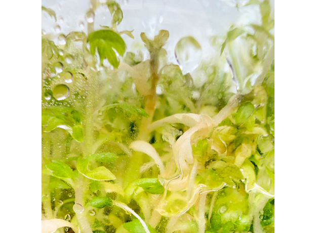 Хоттония инфлата (Hottonia inflata) (меристема) Тайланд