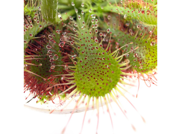 Росянка (Drosera spatulata) D5, взрослое растение