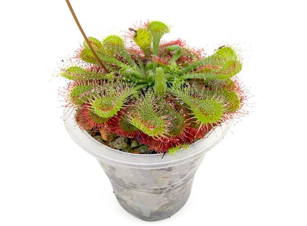 Росянка (Drosera spatulata) D5, взрослое растение
