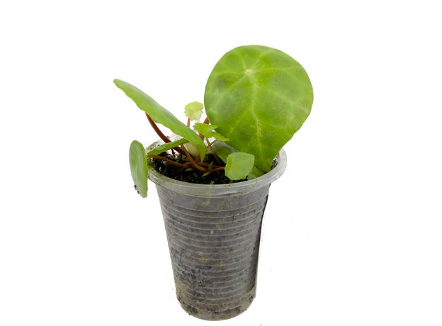 Бегония (Begonia kingiana)