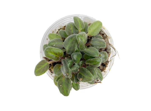 Фиалка Saintpaula Senks Fruit Fly