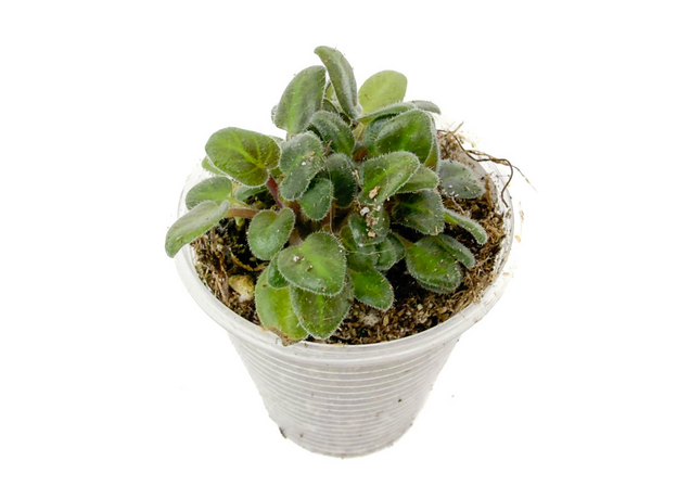 Фиалка Saintpaula Senks Fruit Fly