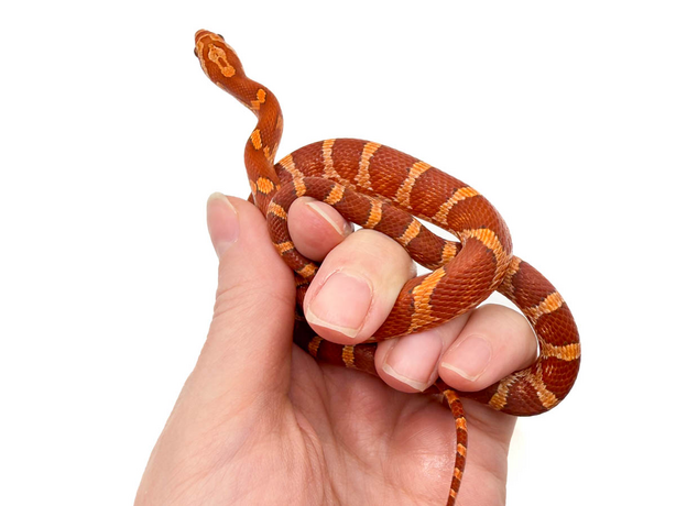 Полоз маисовый Hypomelanistic, М