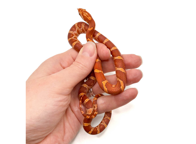 Полоз маисовый Hypomelanistic, М