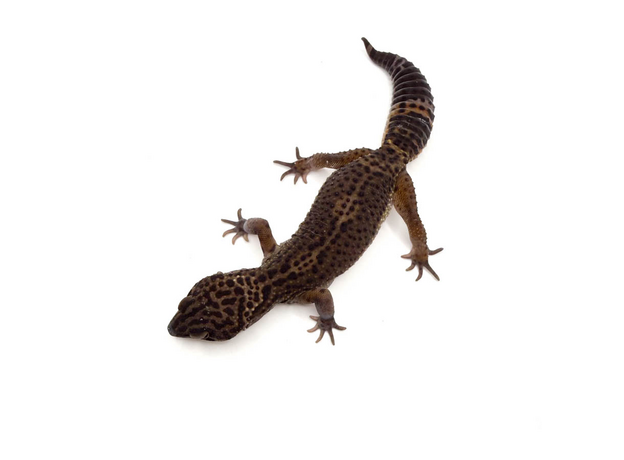 Эублефар пятнистый Black night L