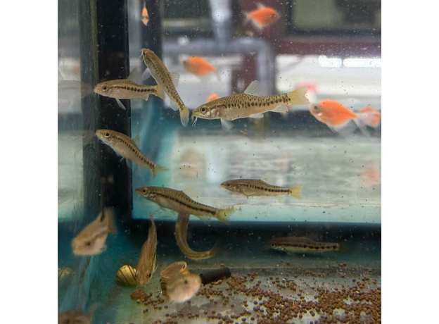 Вьюн озера Инле (Petruichthys brevis)