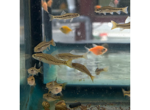 Вьюн озера Инле (Petruichthys brevis)