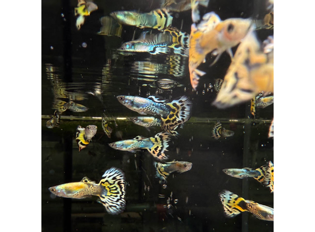 Гуппи Бенгальский Тигр (самец) (Poecilia reticulata var.)