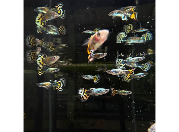 Гуппи Бенгальский Тигр (самец) (Poecilia reticulata var.)