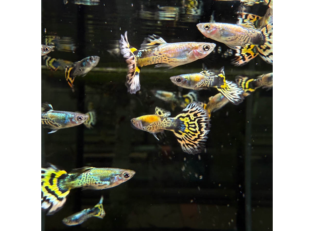 Гуппи Бенгальский Тигр (самец) (Poecilia reticulata var.)