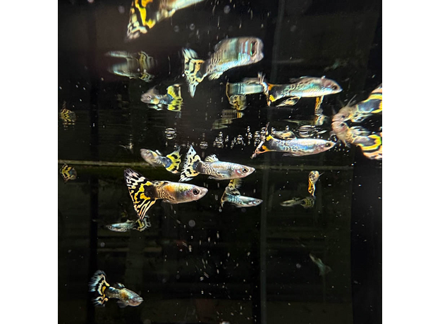 Гуппи Бенгальский Тигр (самец) (Poecilia reticulata var.)