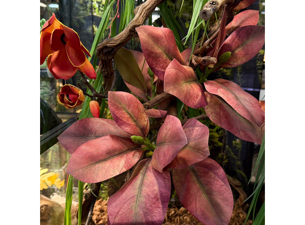 Террариумный комплект "Магнолия"