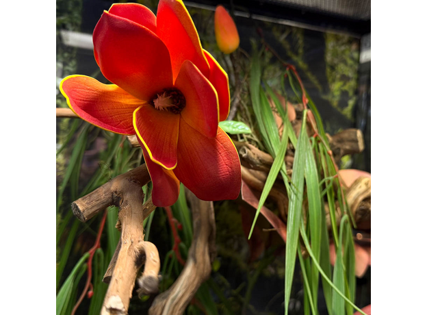 Террариумный комплект "Магнолия"