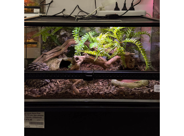 Террариумный комплект "Шишкин бор"