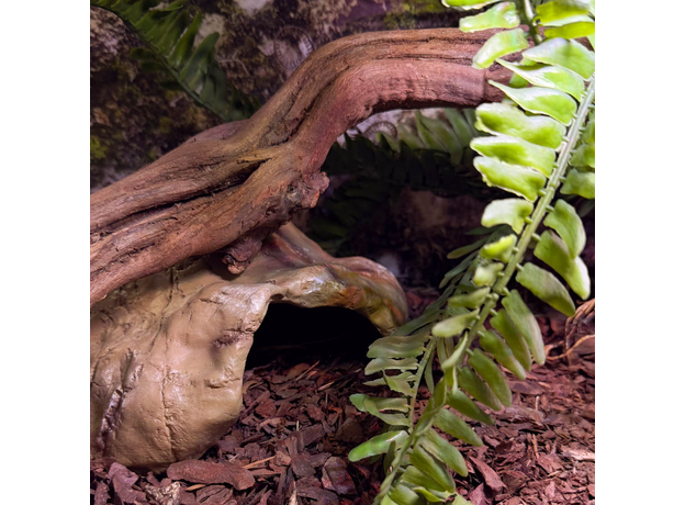 Террариумный комплект "Шишкин бор"