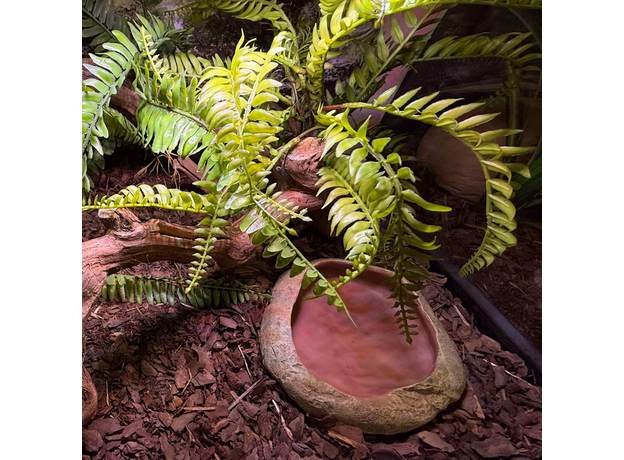 Террариумный комплект "Шишкин бор"