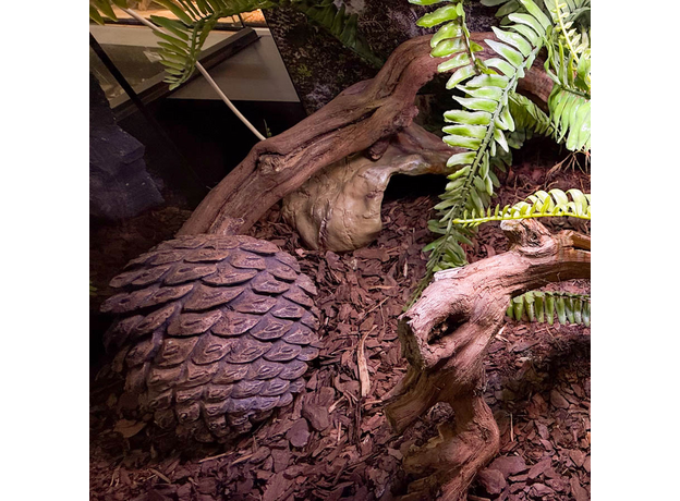 Террариумный комплект "Шишкин бор"