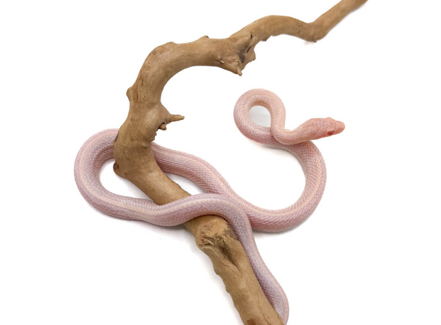 Полоз маисовый  Opal ( Amel & Lavender) Tessera