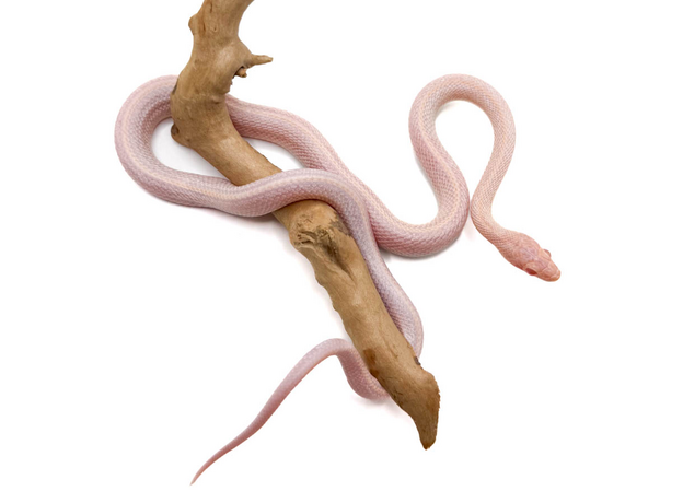 Полоз маисовый  Opal ( Amel & Lavender) Tessera