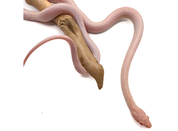 Полоз маисовый  Opal ( Amel & Lavender) Tessera