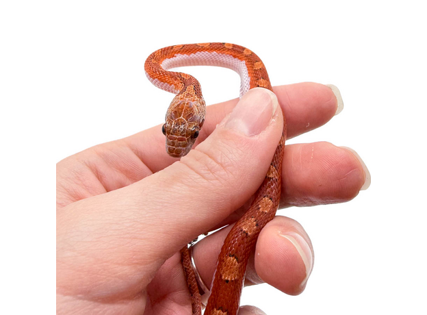 Полоз маисовый Blood Red pied sided