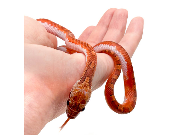 Полоз маисовый Blood Red pied sided