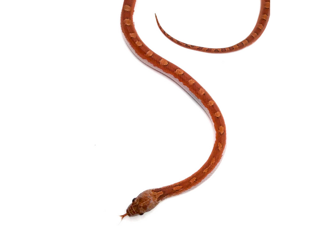 Полоз маисовый Blood Red pied sided