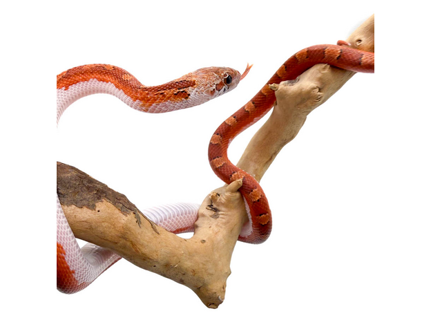 Полоз маисовый Blood Red pied sided