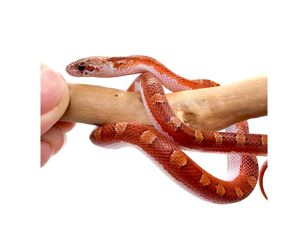 Полоз маисовый Blood Red pied sided