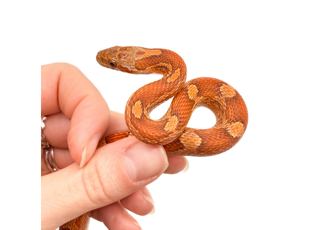 Полоз маисовый Blood Red