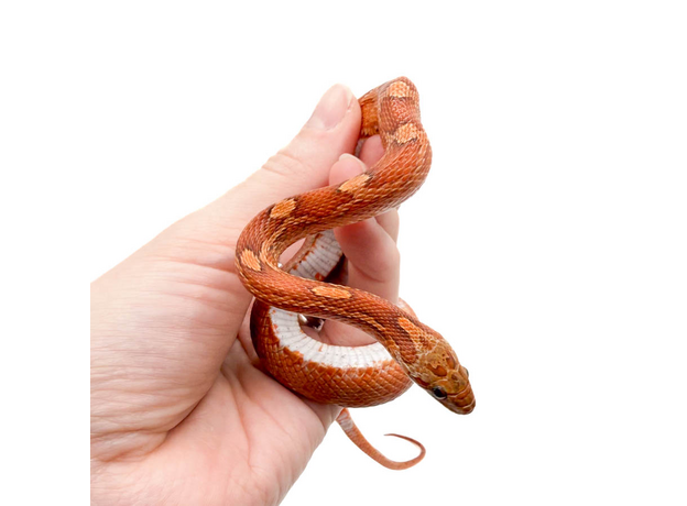 Полоз маисовый Blood Red