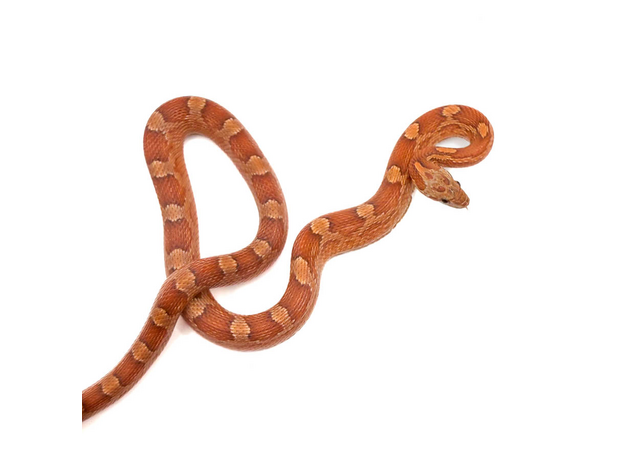 Полоз маисовый Blood Red