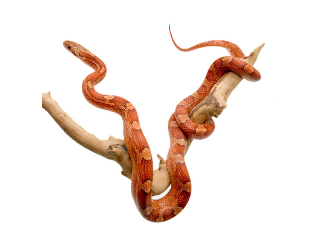 Полоз маисовый Blood Red