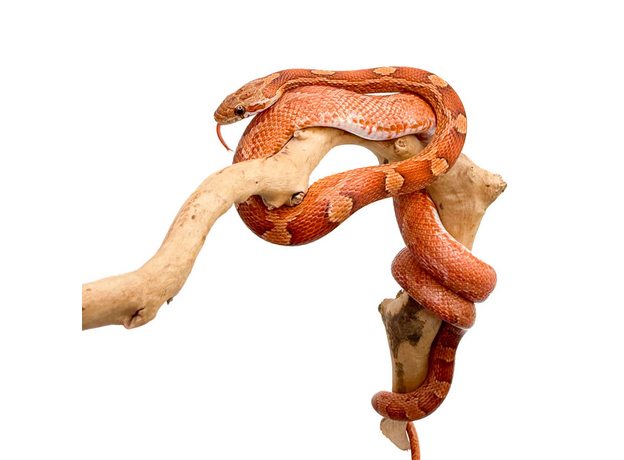 Полоз маисовый Blood Red