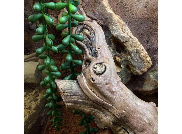 Террариумный комплект "Терракота мини"