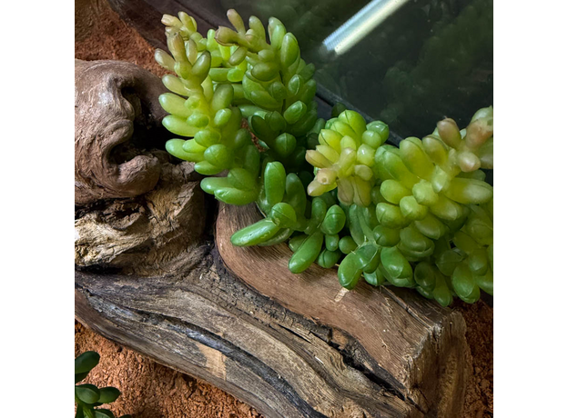 Террариумный комплект "Терракота мини"