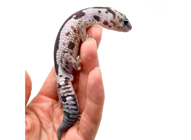 Гемитеконикс толстохвостый, White Out Zulu