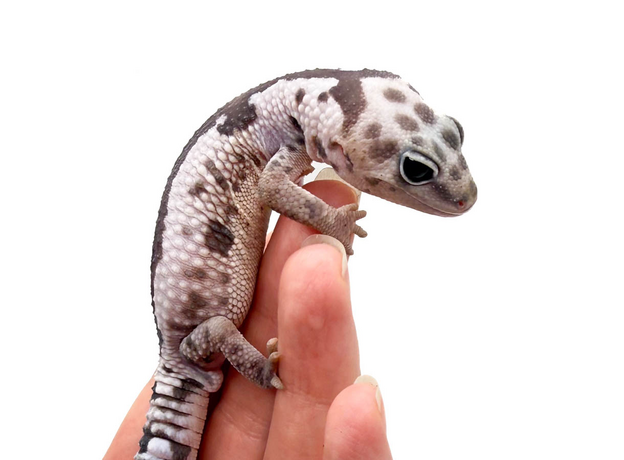 Гемитеконикс толстохвостый, White Out Zulu