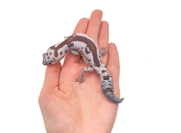 Гемитеконикс толстохвостый, White Out Zulu