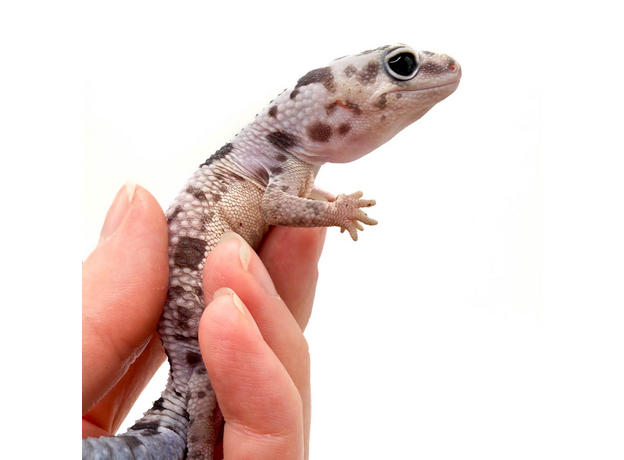 Гемитеконикс толстохвостый, White Out Zulu