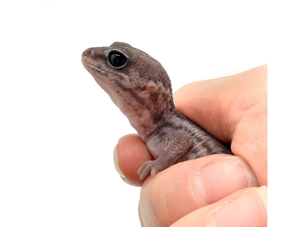 Гемитеконикс толстохвостый Oreo Patternless