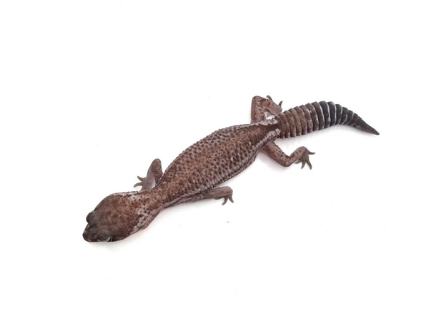 Гемитеконикс толстохвостый Oreo Patternless