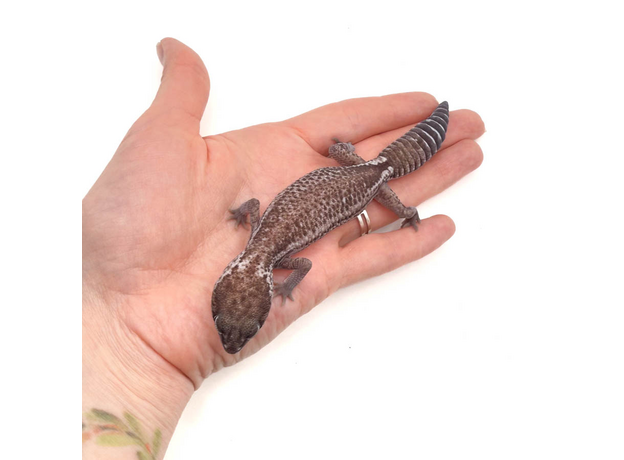 Гемитеконикс толстохвостый Oreo Patternless