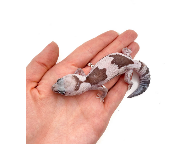 Гемитеконикс толстохвостый Oreo Zulu