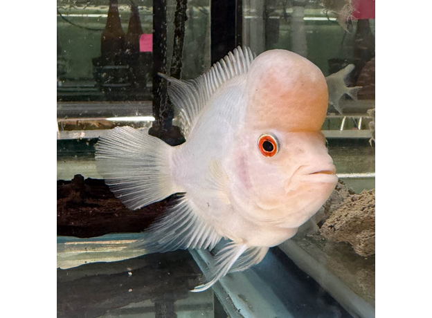 Цихлазома Фловер Хорн Зеленый Дракон