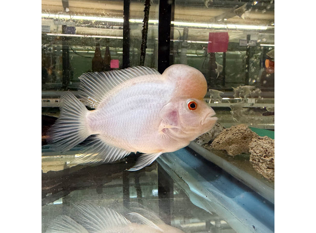 Цихлазома Фловер Хорн Зеленый Дракон