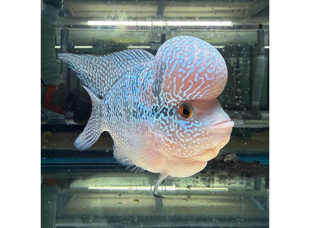 Цихлазома Фловер Хорн Зеленый Дракон