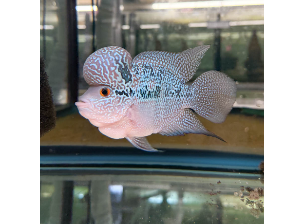 Цихлазома Фловер Хорн Зеленый Дракон