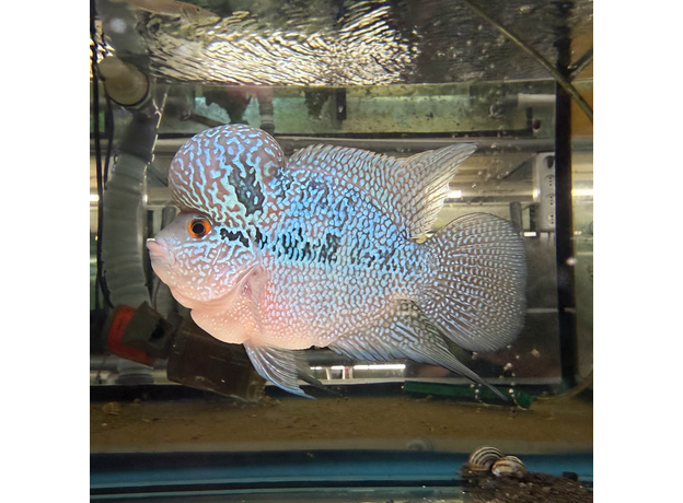 Цихлазома Фловер Хорн Зеленый Дракон